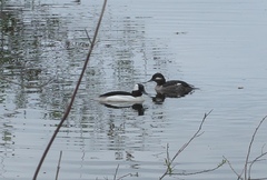 Bucephala albeola