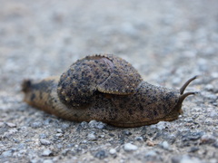 Megaustenia imperator