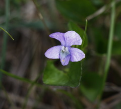 Viola sacchalinensis