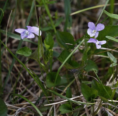 Viola sacchalinensis