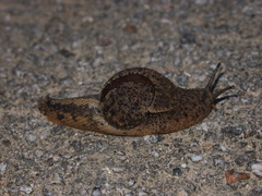 Megaustenia imperator