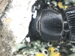 Tenebroides americanus