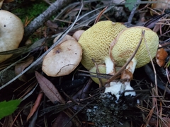 Suillus umbonatus