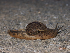 Megaustenia imperator