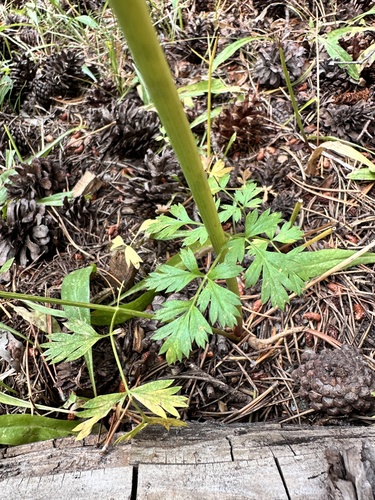 Gray's Lovage (Ligusticum grayi)