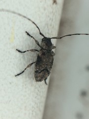 Sternidius mimeticus