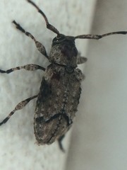 Sternidius mimeticus