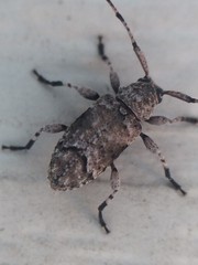 Sternidius mimeticus