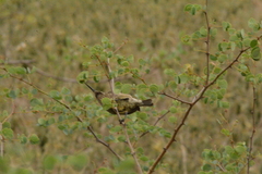 Chalcomitra senegalensis gutturalis