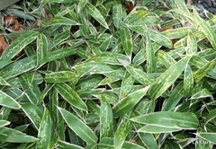 Stigmaeopsis celarius