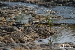 Drymarchon melanurus