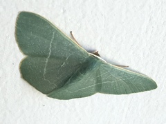 Pelagodes antiquadraria