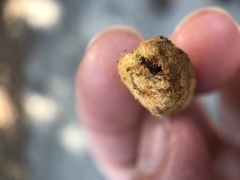 Heteroecus melanoderma