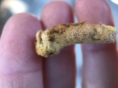 Heteroecus melanoderma