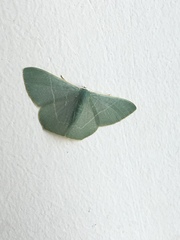 Pelagodes antiquadraria