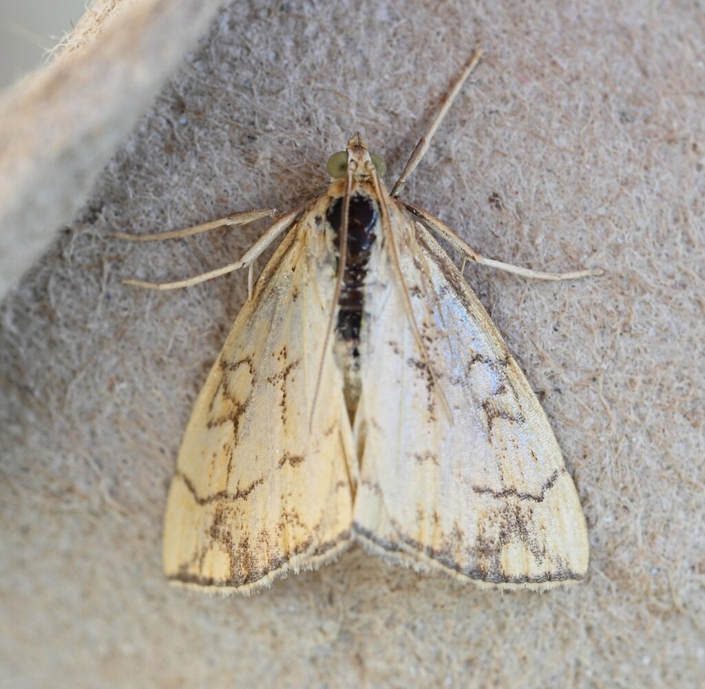 Tom Moth Purple-backed Cabbageworm Moth from Tompkins County, NY, USA on ...