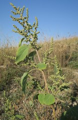 Cyclachaena xanthiifolia