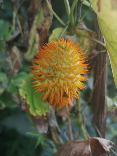 Momordica foetida