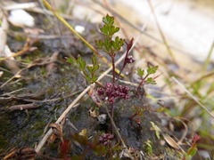 Xanthosia dissecta