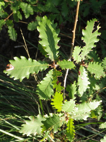 Quercus × cerrioides, photograph 5