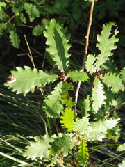 Quercus × cerrioides, photograph (c) Pere Barnola, some rights reserved (CC BY-SA)