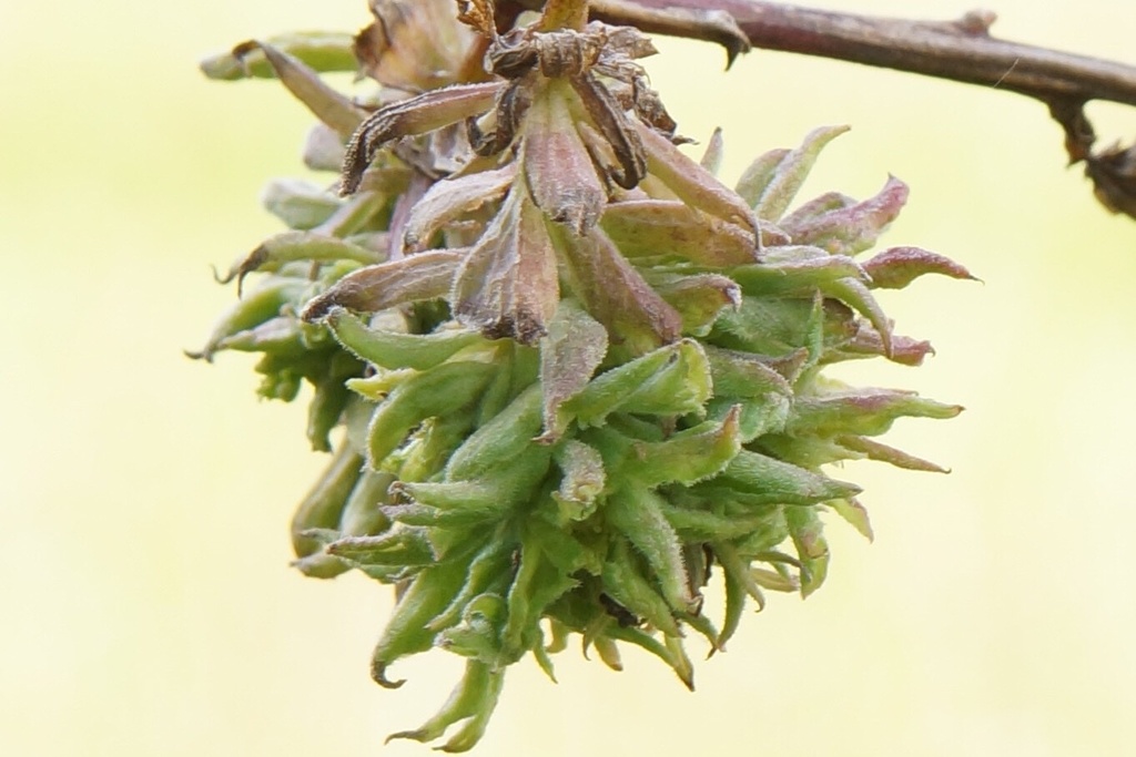 Aculus schmardae