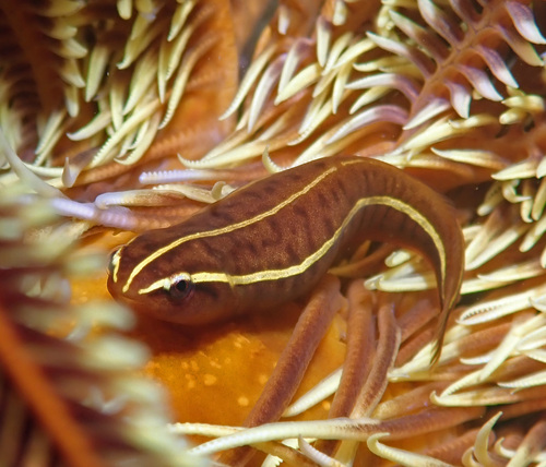 Discotrema crinophilum observed 2025-05-27