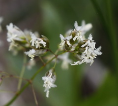 Anthoxanthum glabrum