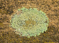 Protoparmeliopsis muralis