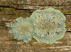 Protoparmeliopsis muralis