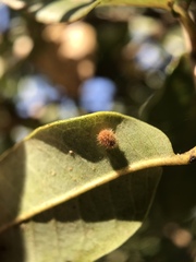 Disholandricus lasius