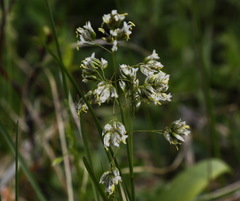 Anthoxanthum glabrum