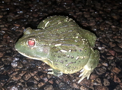 Pyxicephalus adspersus