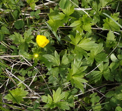 Ranunculus propinquus