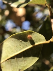 Disholandricus lasius