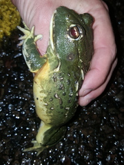 Pyxicephalus adspersus