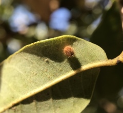 Disholandricus lasius