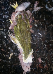 Pyxicephalus adspersus