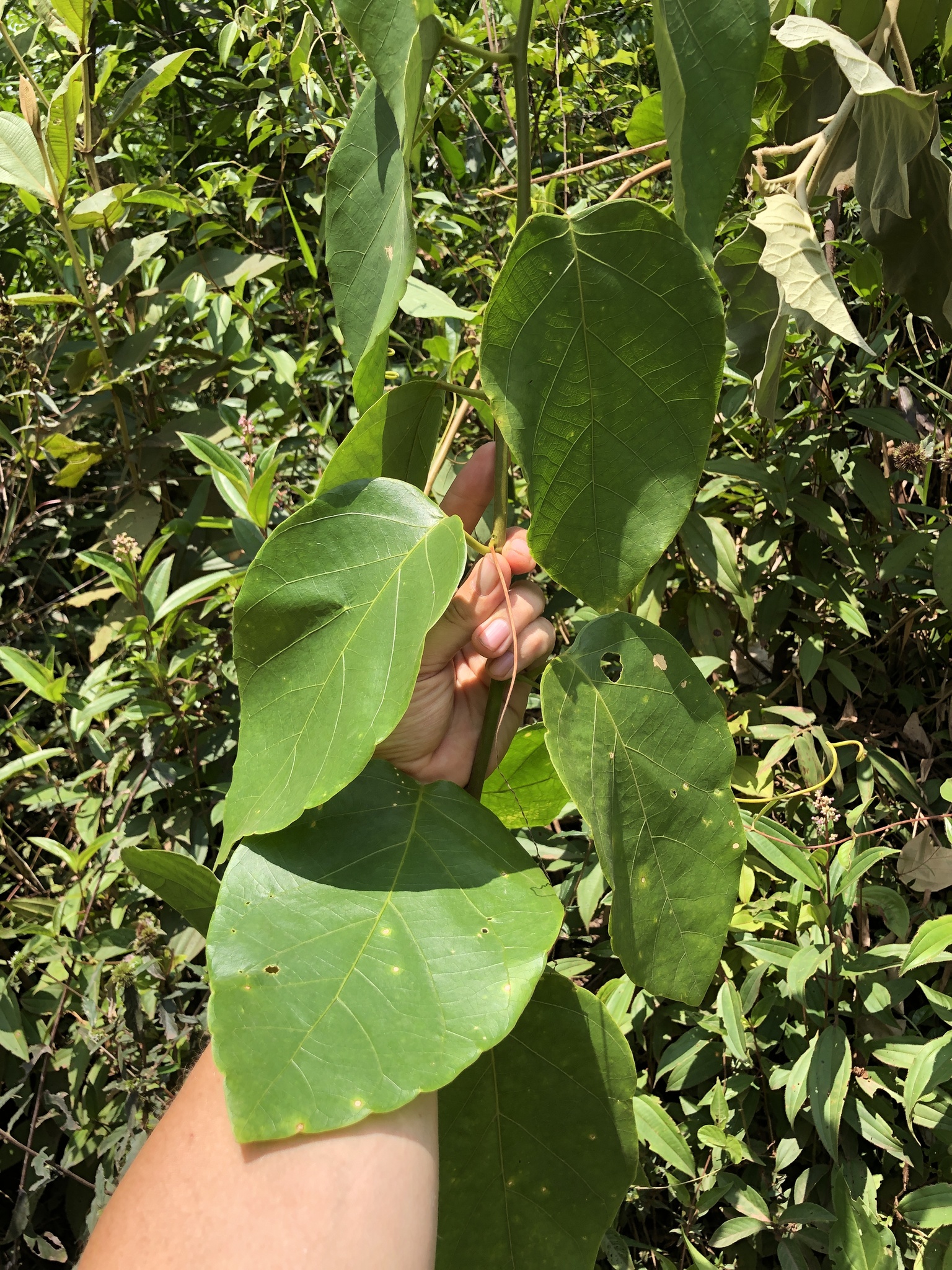 Passiflora ceratocarpa