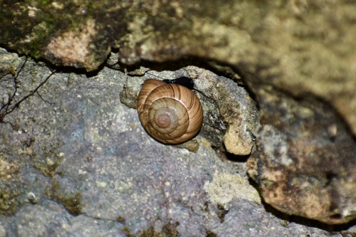 Strobilus observed 2025-09-10