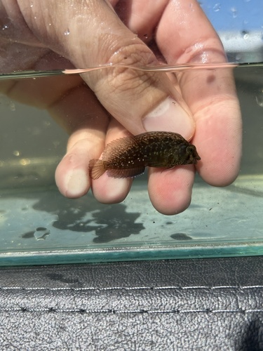 Highfin Blenny