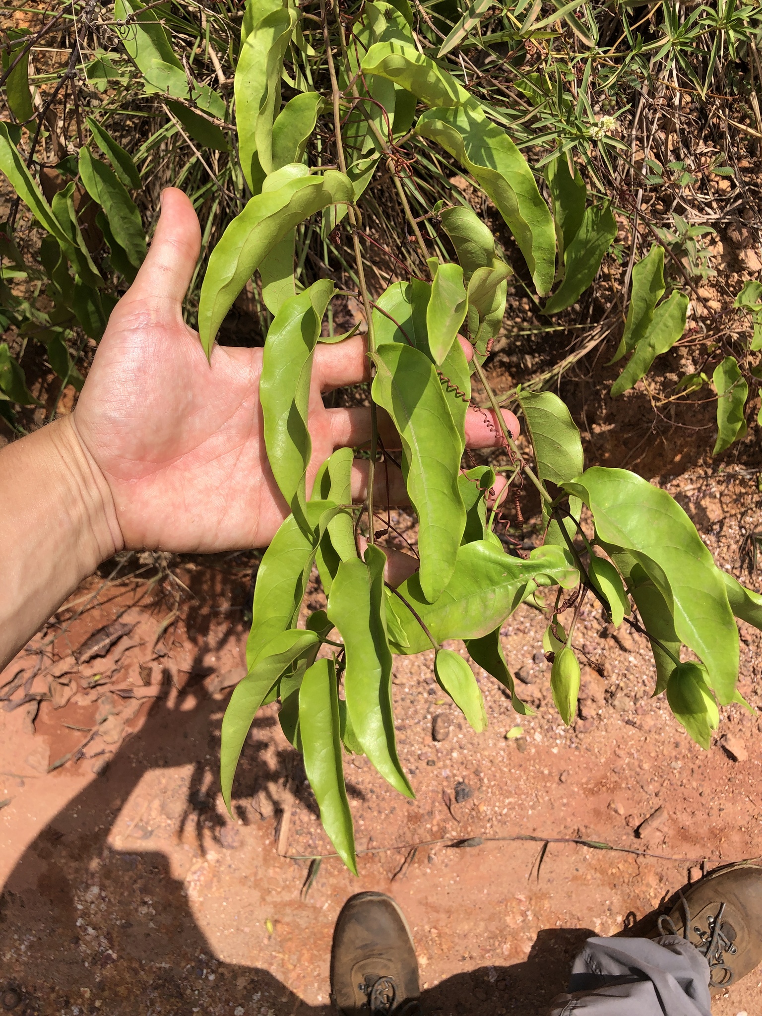 Passiflora acuminata