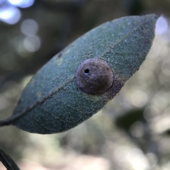 Paracraspis guadaloupensis