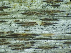 Xylographa rubescens