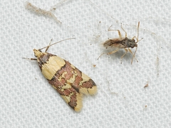 Callithauma callianthes