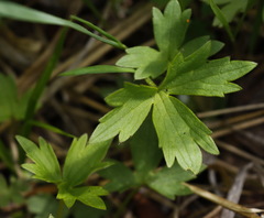 Ranunculus propinquus