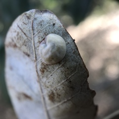 Paracraspis guadaloupensis