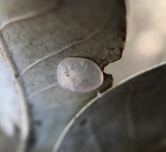 Paracraspis guadaloupensis