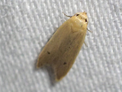 Platoloncha psamathina