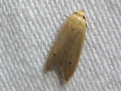 Platoloncha psamathina
